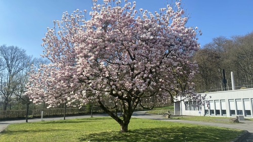 Magnolienbaum vor der Akademie
